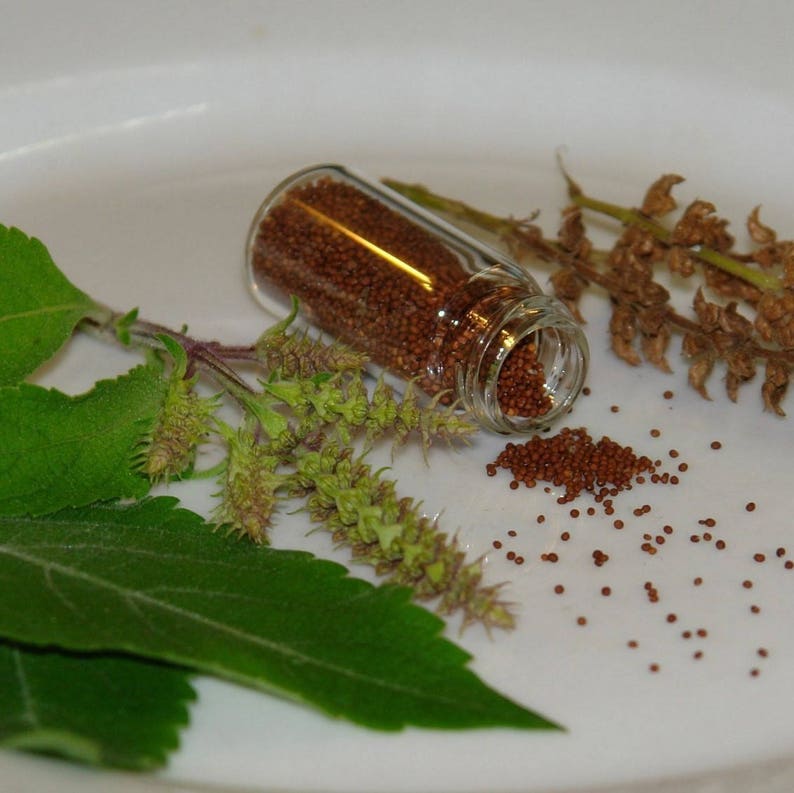 African Tree Basil Seeds ocimum Gratissimum 50 Seeds in Etsy