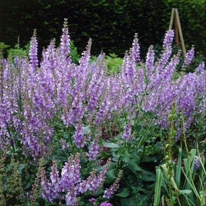 Spanish Sage Seeds (Salvia lavandulifolia) Packet of 20 Seeds - Palm Beach Seed Company 