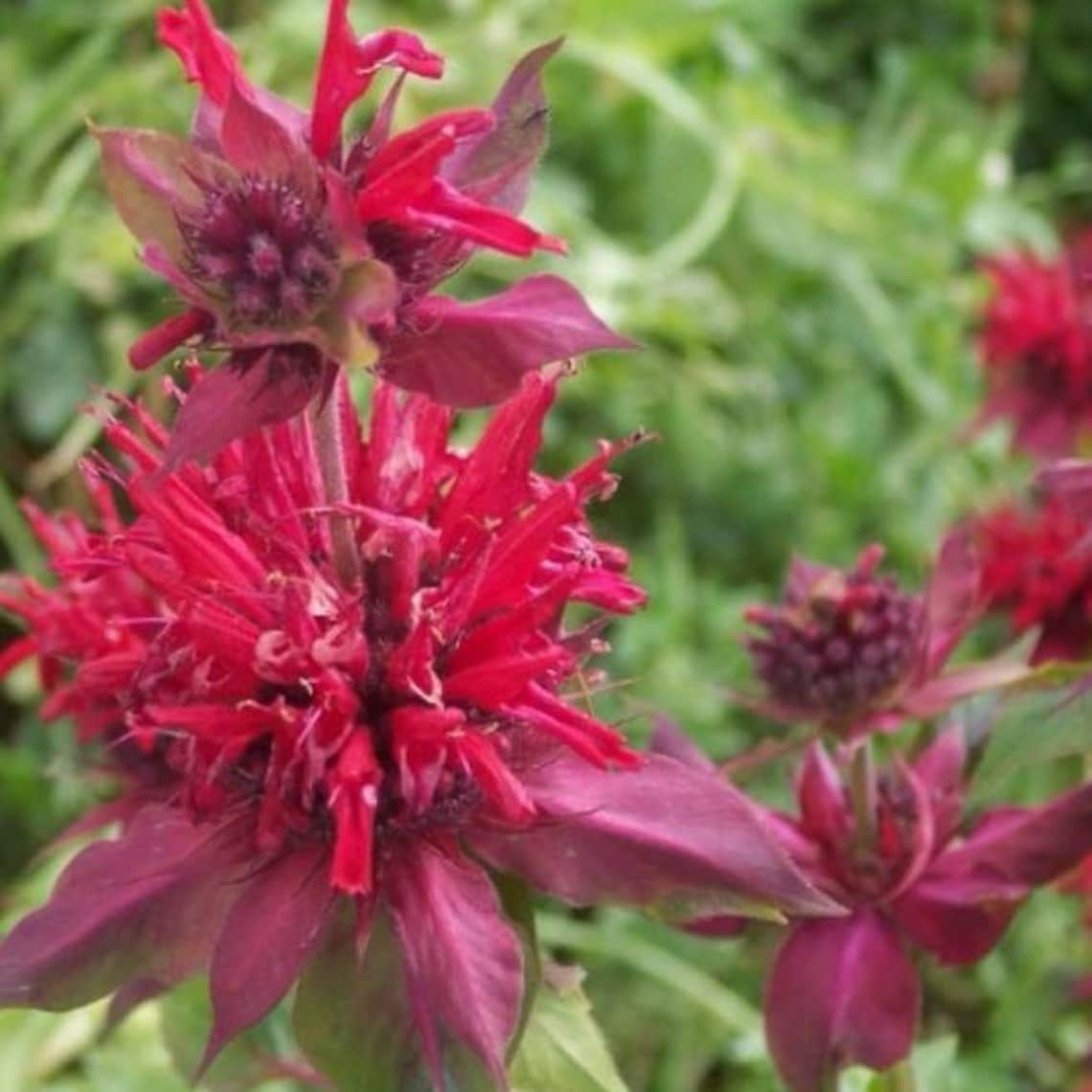 Scarlet Bee Balm Bergamot Seeds (monarda Didyma) Packet of 30 seeds ...