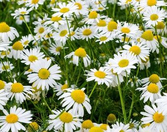 Gift & CombS/H 1000 GERMAN CHAMOMILE Herb Flower Seeds 