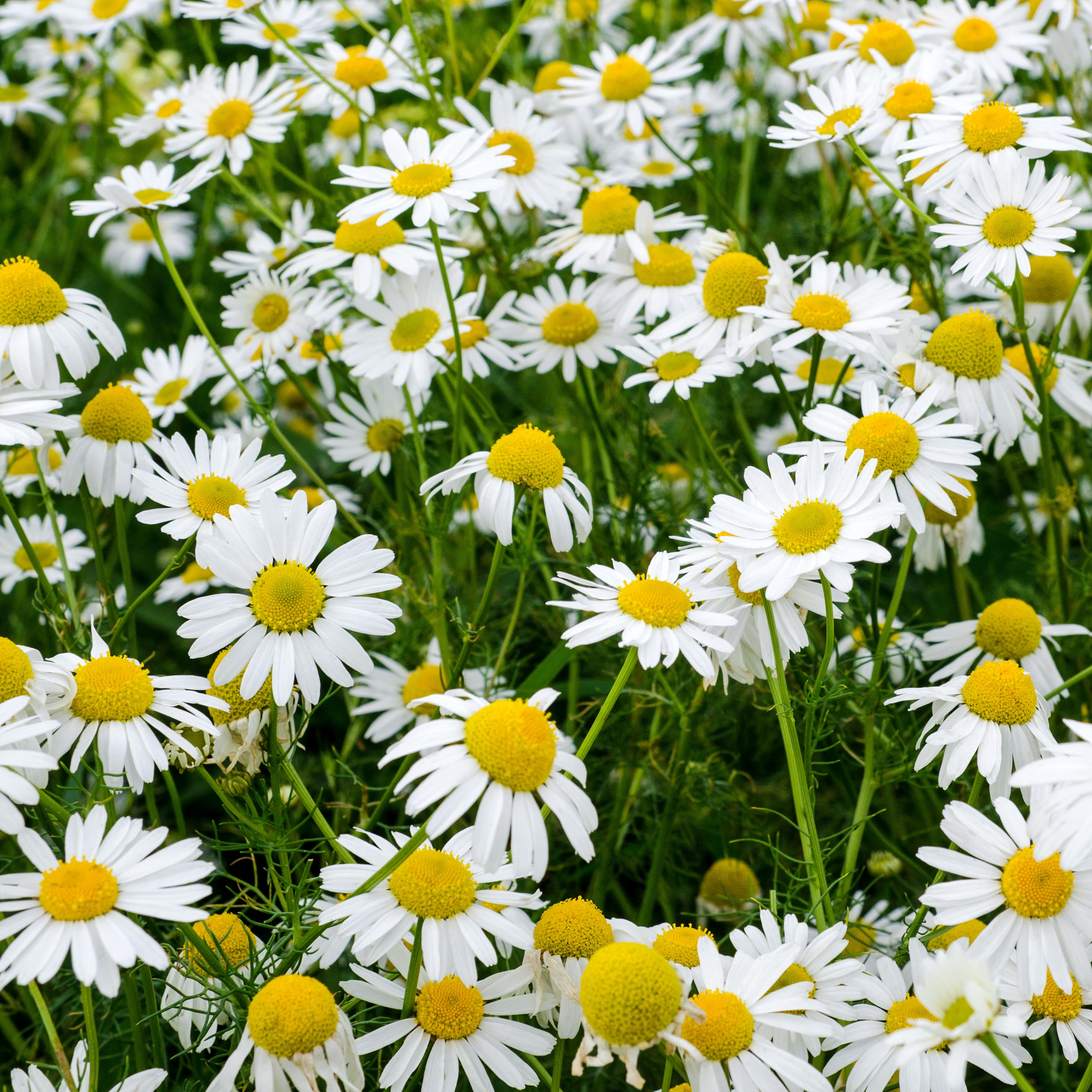 Roman Chamomile Seeds chamaemelum Nobile 75 seeds in Etsy UK