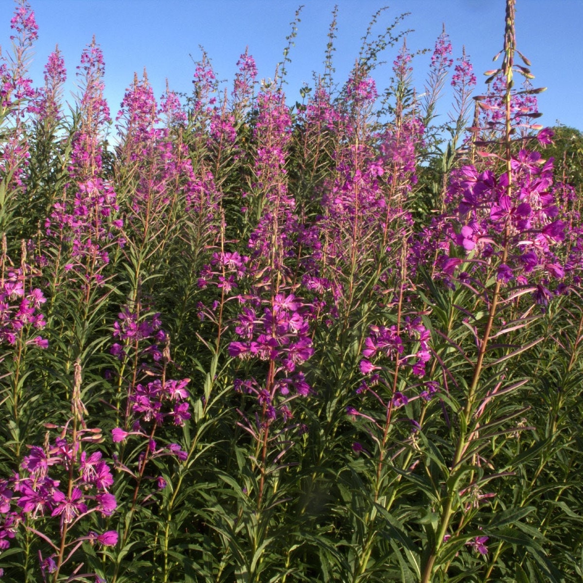 Organic Dried Epilobium Parviflorum (Willow Herb) - 400 Gram CERT Organic, Whole Herb, Natural Supplement