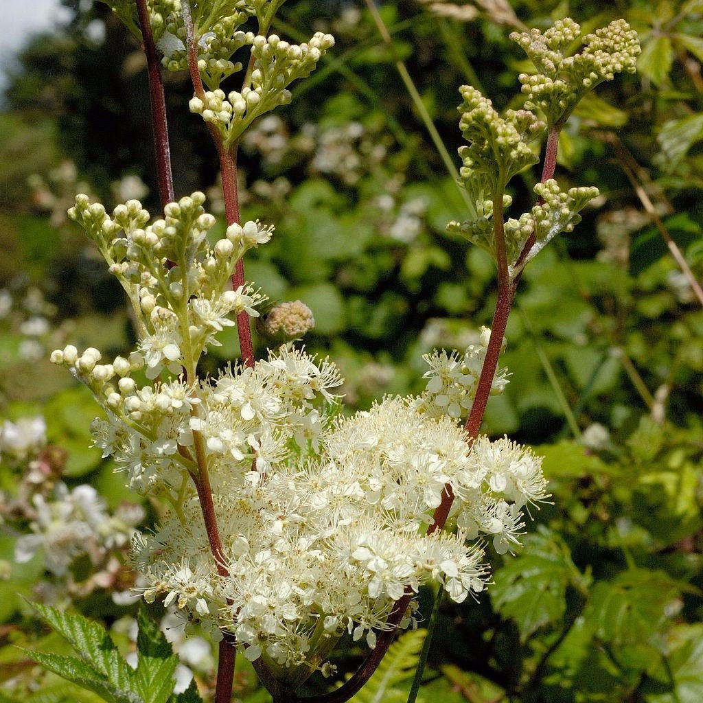 Лабазник вязолистный. Мятлик Луговой (Filipendula Ulmaria).. Лабазник сушеный. Таволожка кустарник в Приморье.