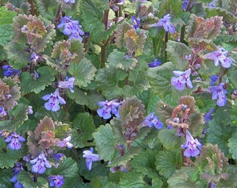 Ground Ivy Seeds (Glechoma hederacea) Packet of 10 Seeds - Palm Beach Seed Company