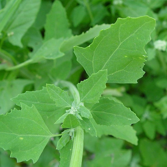 Lamb's Quarter Seeds chenopodium Album Packet of 40 Etsy