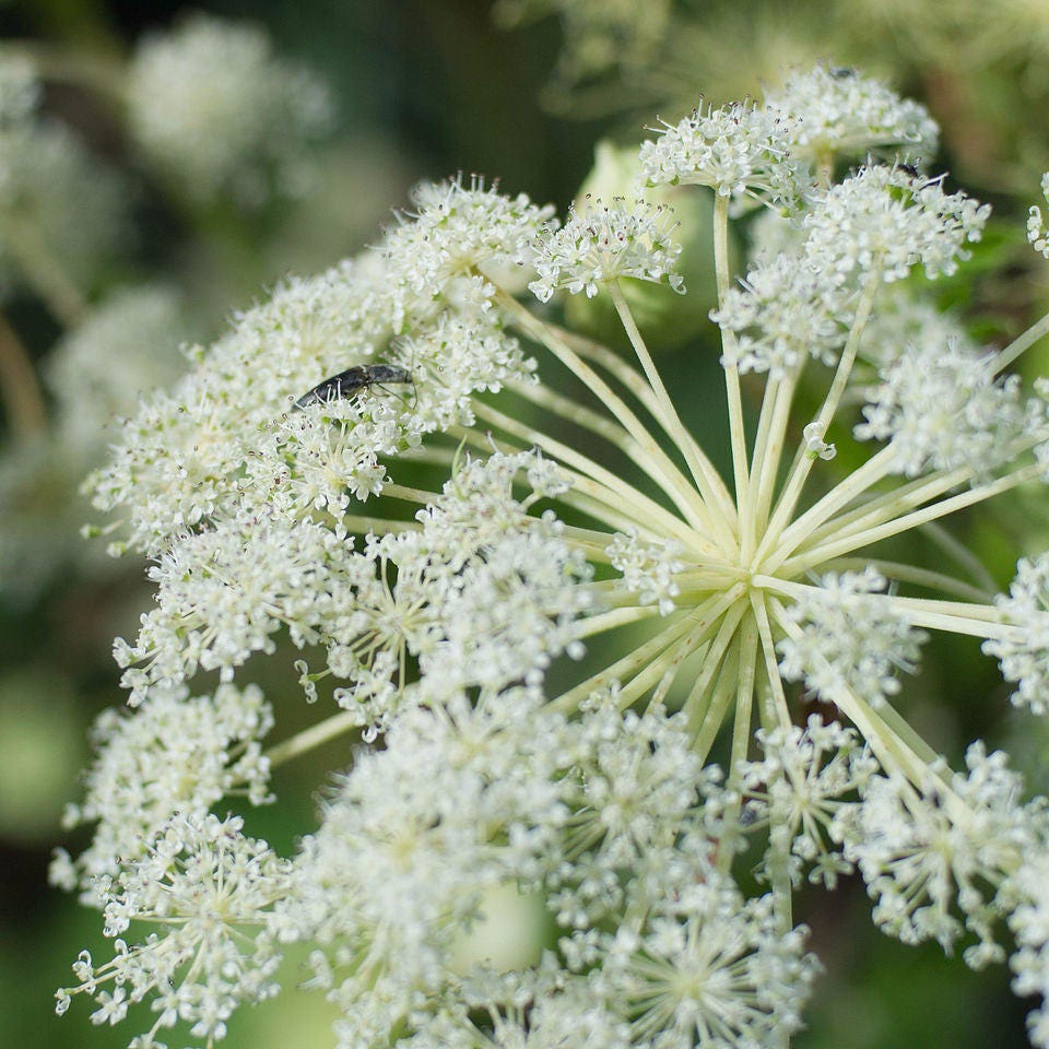 Bai Zhi Seeds (angelica Dahurica) Packet of 20 Seeds - Palm Beach