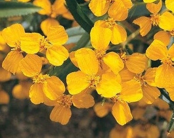 Mexican Mint Marigold Seeds (Tagetes lucida) 30+ Seeds in Frozen Seed Capsules™ for Seed Saving or Planting Now 