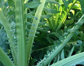 Gobbo Di Nizzia Cardoon Seeds - 20+ Seeds in Frozen Seed Capsules™ for Seed Saving or Planting Now