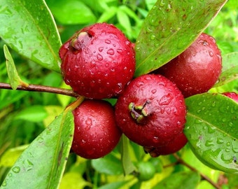 Red Strawberry Guava Seeds (Psidium cattleianum) Packet of 10 Seeds - Palm Beach Seed Company