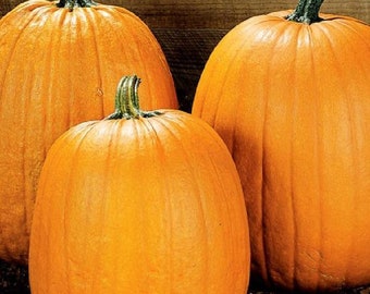 Howden Pumpkin Seeds - Packet of 6 Seeds - Palm Beach Seed Company