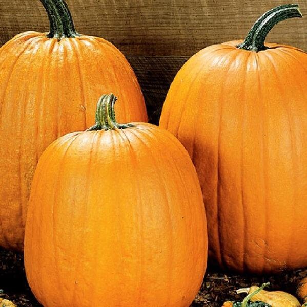 Howden Pumpkin Seeds Packet Of 6 Seeds Palm Beach Seed Etsy Howden Pumpkin Seeds Packet Of 6 Seeds Palm Beach Seed Etsy