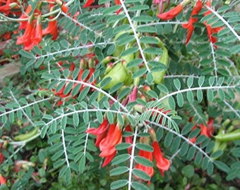 Cancer Bush Seeds (Sutherlandia frutescens) Packet of 10 Seeds - Palm Beach Seed Company