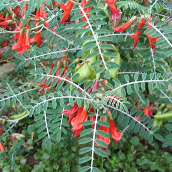 Cancer Bush Seeds (Sutherlandia frutescens) Packet of 10 Seeds - Palm Beach Seed Company