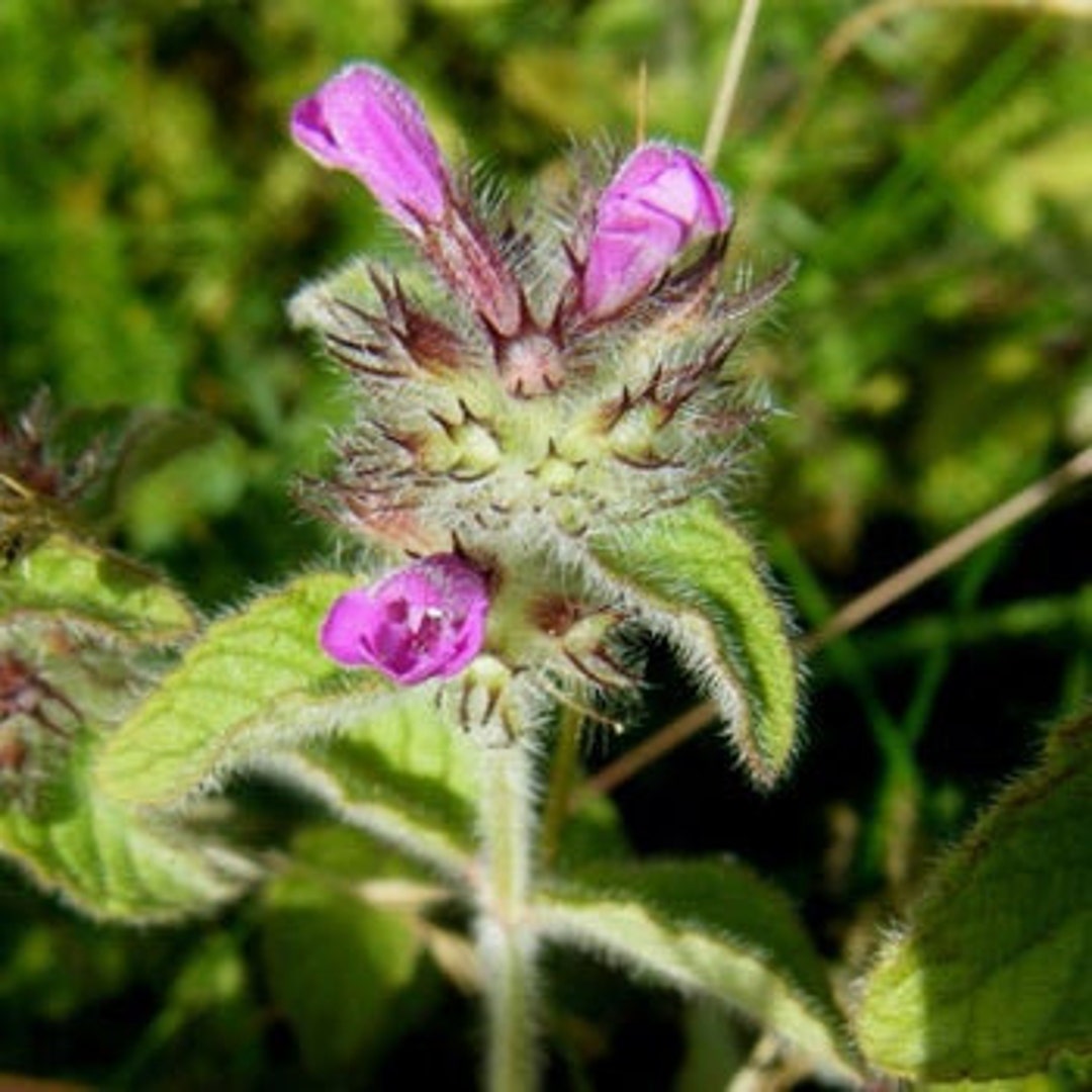 Wild Basil Seeds (clinopodium Vulgare) Packet of 20 Seeds - Palm Beach ...