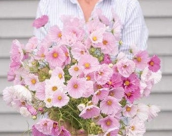 Cupcakes Mix Cosmos Seeds (Cosmos bipinnatus) Paquete de 20 Semillas - Palm Beach Seed Company