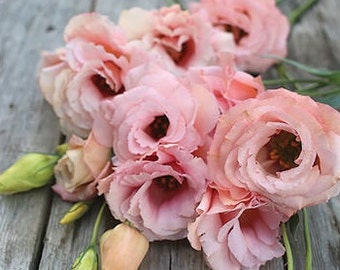 Arena III Apricot Pelleted Lisianthus Seeds (Eustoma grandiflorum) Packet of 20 Seeds - Palm Beach Seed Company