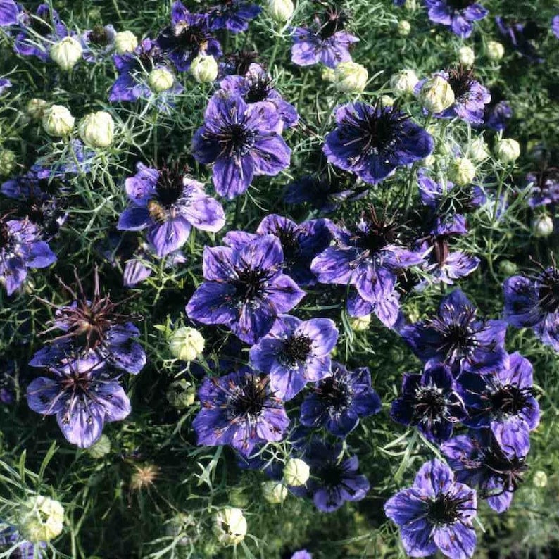 Spanish Nigella Seeds Nigella hispanica 'Delft Blue' Packet of 20 Seeds Palm Beach Seed Company image 1