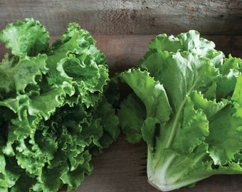 NEW!400 Seeds LettuceLactuca Sativa Organic Vegetable Bulk SALAD Thailand rare 