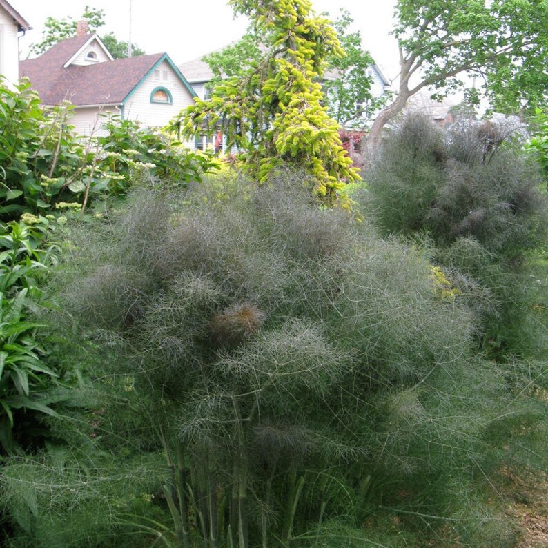 Palm Beach Seed Company Bronze Fennel Seeds - Thumbnail 2