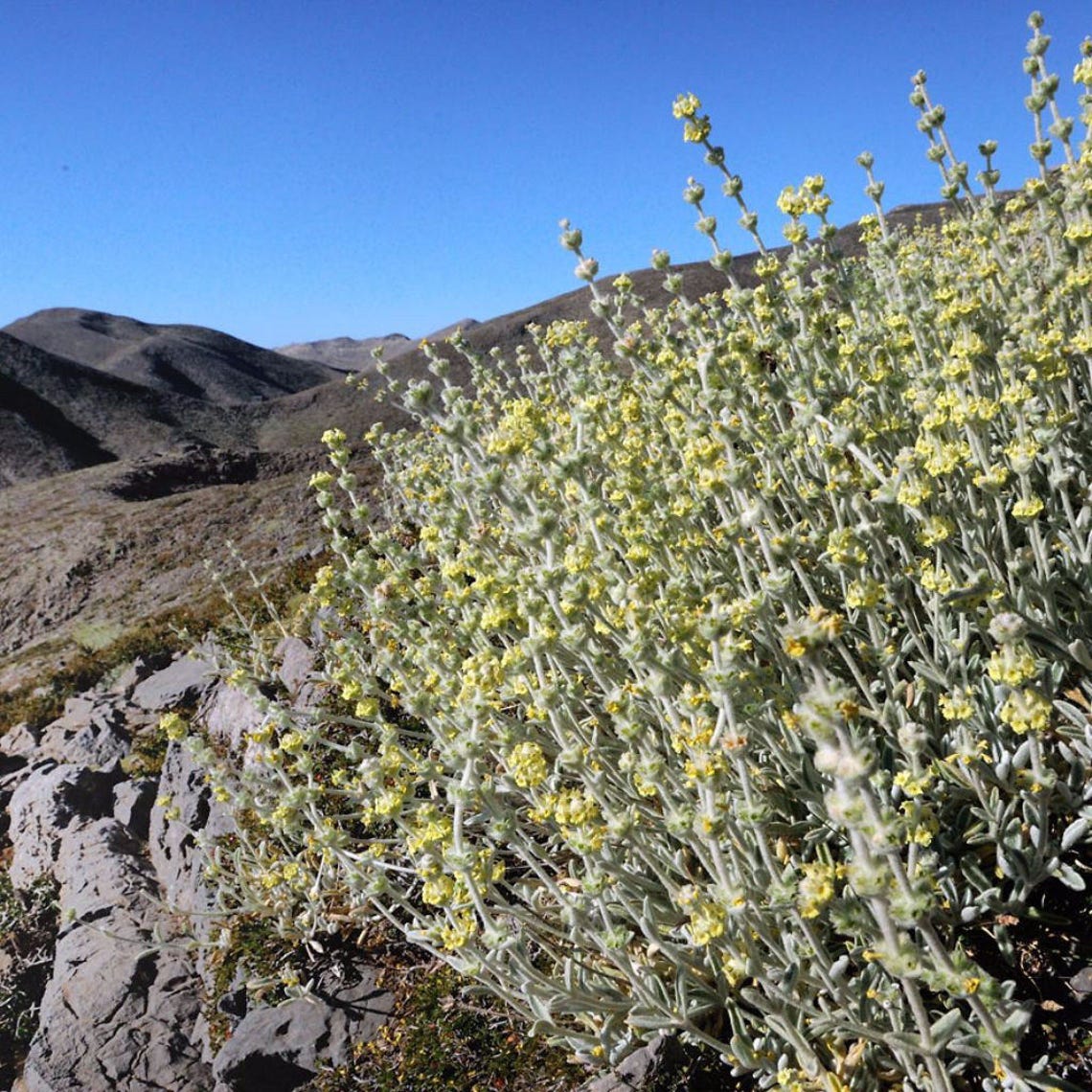 Greek Mountain Tea Seeds sideritis Syriaca Packet of 20 Etsy