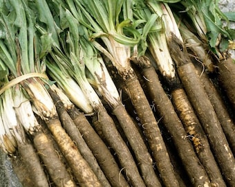 Duplex Russian Giant Scorzonera Seeds - Packet of 30 Seeds - Palm Beach Seed Company