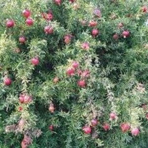 Dwarf Pomegranate Seeds (Punica granatum) 5+ Seeds in Frozen Seed Capsules™ for Seed Saving or Planting Now