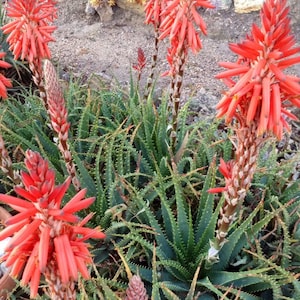 Krantz Aloe Seeds (Aloe arborescens) Packet of 10 Seeds - Palm Beach Seed Company