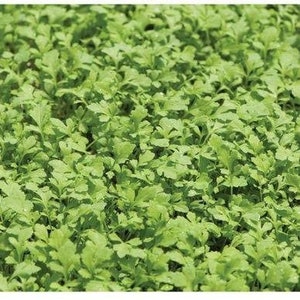 Cressida Cress Micro Green Seeds (Lepidium sativum) 200+ Seeds in Frozen Seed Capsules™ for Seed Saving or Planting Now