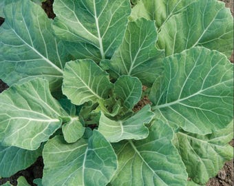 Champion Collard Greens Seeds (Brassica oleracea acephala) Pakket van 30 Zaden - Palm Beach Seed Company