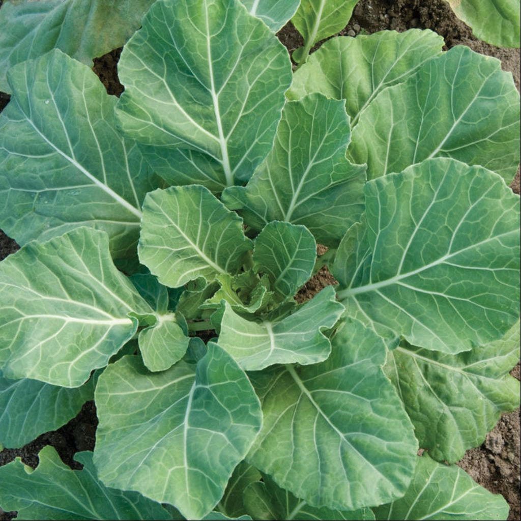 Southern Collard Greens seeds Heirloom 30 Seeds & Seed Bombs