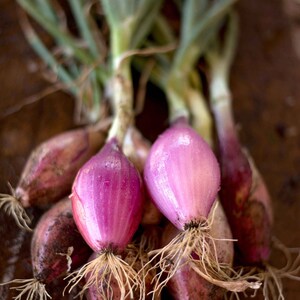 Red Long of Tropea Onion Seeds (Allium cepa) 100+ Seeds in Frozen Seed Capsules™ for Seed Saving or Planting Now 