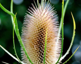 Teasle Seeds (Dipsacus sylvestris) Más de 30 semillas en cápsulas de semillas congeladas™ para guardar semillas o plantar ahora 