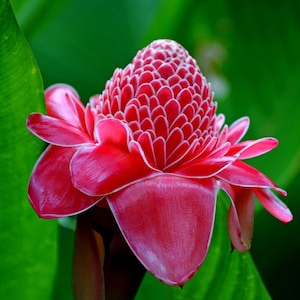 Red Torch Ginger Seeds Etlingera elatior 5Seeds in Frozen Seed Capsules™ for Seed Saving or Planting Now image 1