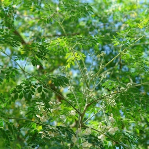 Moringa Tree Seeds (Moringa oleifera) Packet of 10 Seeds - Palm Beach Seed Company