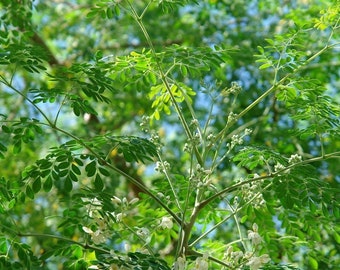 Moringa Tree Seeds (Moringa oleifera) Packet of 10 Seeds - Palm Beach Seed Company