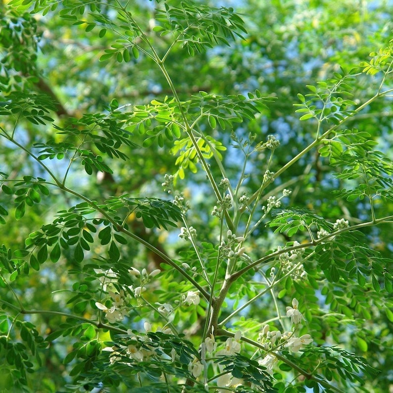 Op de afbeelding: Een close-up van een moringa-boom met groene bladeren en witte bloemen. De boom bloeit en de bloemen zijn zichtbaar tegen het groene gebladerte.