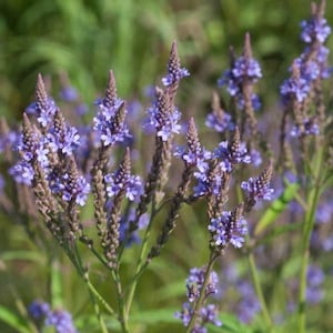 Blue Vervain Seeds (Verbena hastata)  200+ Seeds in Frozen Seed Capsules™ for Seed Saving or Planting Now