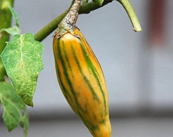 Gestreepte Toga Aubergine Zaden - 10+ Zaden in Bevroren ZaadCapsules™ voor Zaadbesparing of Nu planten 