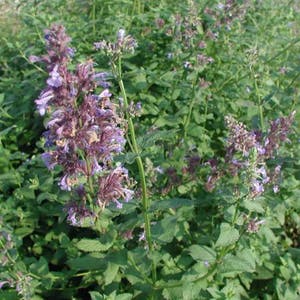 Catnip Herb Seeds: Herb Seeds and Plants from Gurney's