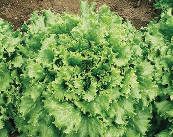 Tropicana Lettuce Seeds (Lactuca sativa) Packet of 20 Seeds - Palm Beach Seed Company