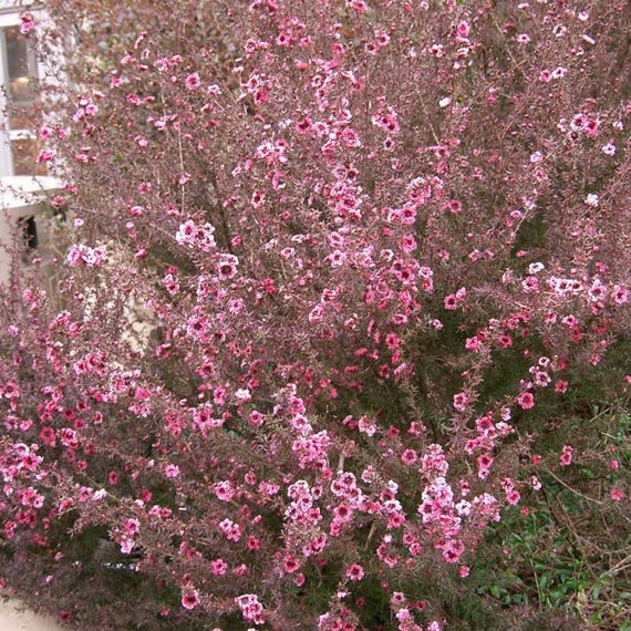 klein lied lood Manuka Tree Seeds Leptospermum scoparium 10 Zaden in Frozen - Etsy België