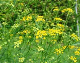 Semillas de Bupleurum (Bupleurum falcatum) Más de 100 semillas en cápsulas de semillas congeladas™ para guardar semillas o plantar ahora