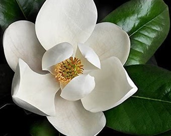 Southern Magnolia Seeds (Magnolia grandiflora) 2+ Seeds in Frozen Seed Capsules™ for Seed Saving or Planting Now 
