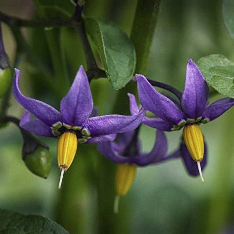 Bittersweet Nightshade Solanum dulcamara 30 Seeds in Etsy