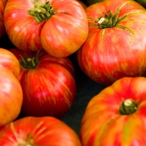Big Rainbow Tomato Seeds - Packet of 10 Seeds - Palm Beach Seed Company