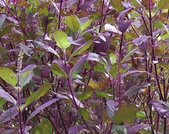 Krishna Tulsi Basil Seeds; Red Holy Basil (Ocimum sanctum) 50+ Seeds in Frozen Seed Capsules™ for Seed Saving or Planting Now 