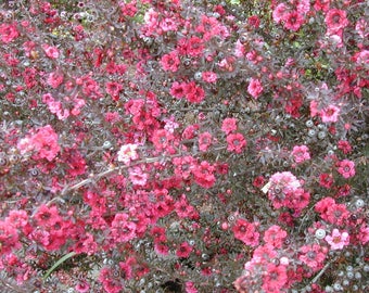 Manuka Tree Seeds (Leptospermum scoparium) Packet of 10 Seeds - Palm Beach Seed Company