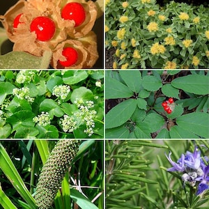 Memory Herb Garden Seed Collection - 6 Pack of Rare Medicinal Herbs for your Garden