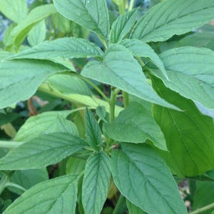 Green Callaloo Amaranth Seeds (Amaranthus viridis) 30+ Seeds in Frozen Seed Capsules™ for Seed Saving or Planting Now