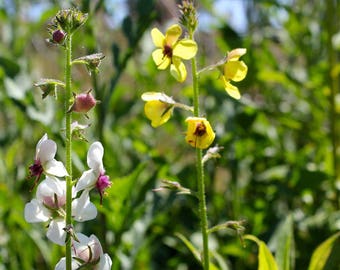 Moth Mullein Seeds (Verbascum blattaria) Packet of 50 Seeds - Palm Beach Seed Company 